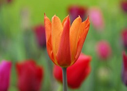 Tulipa 'Ballerina' (lily flowered tulip bulbs)