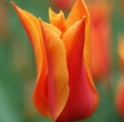 lily flowered tulip