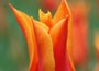 lily flowered tulip
