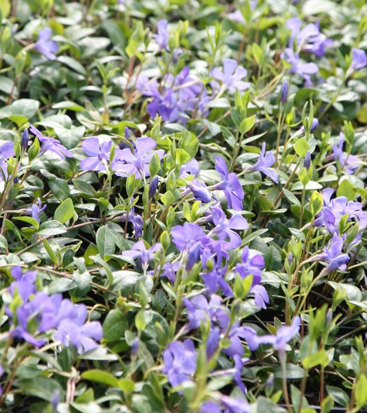 lesser periwinkle (syn. 'Bowles Variety')