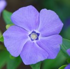 lesser periwinkle (syn. &apos;Bowles Variety&apos;)