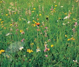 Wildflowers for a sunny meadow (wildflower plug plant collection)