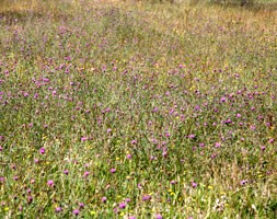 Wildflowers for a boggy meadow (wildflower plug plant collection)