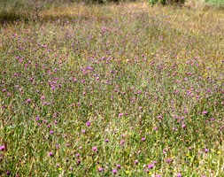 Grasses for a wildflower meadow (wild grass plug plant collection)