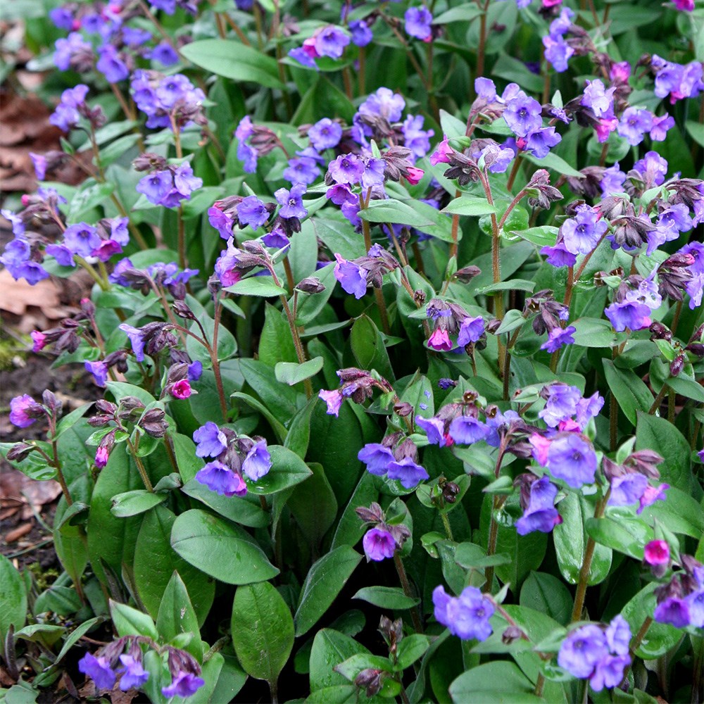 lungwort lungwort