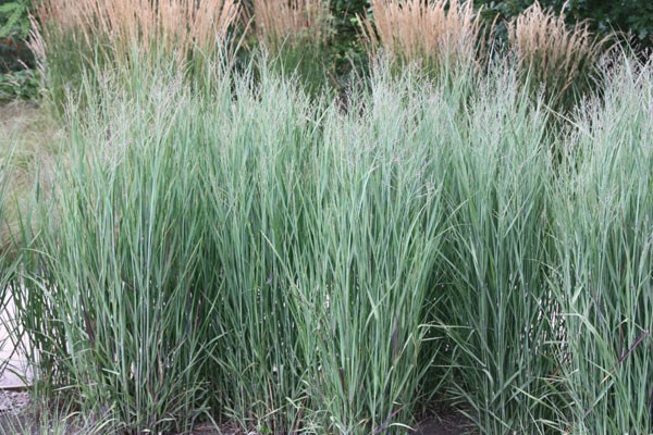 switch grass switch grass
