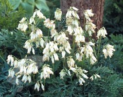 wild bleeding heart