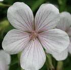 cranesbill