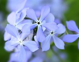 Phlox divaricata 'Blue Perfume' (perennial phlox)