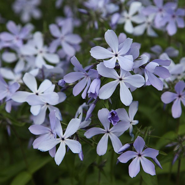 perennial phlox
