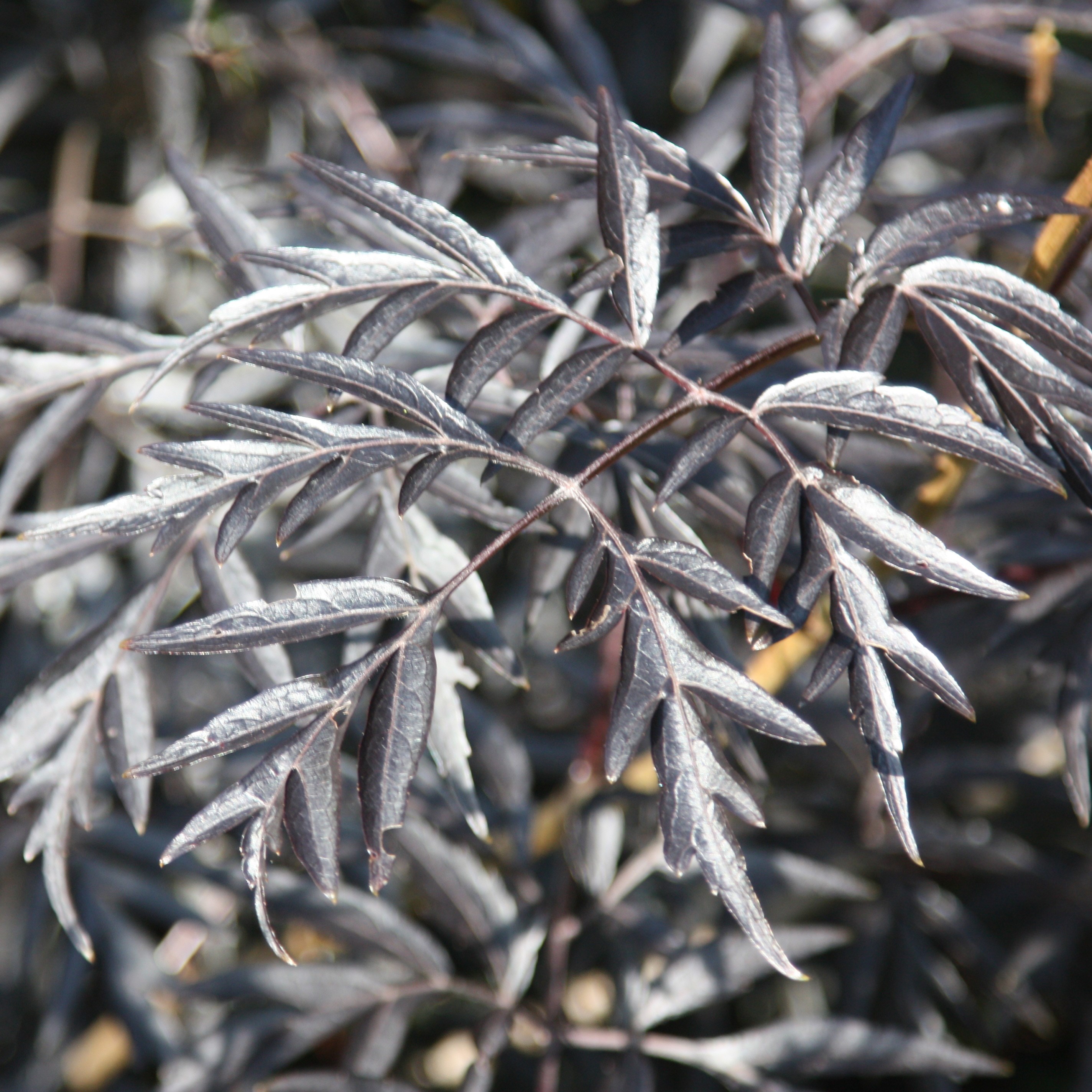 black elder  (syn. Black Lace)