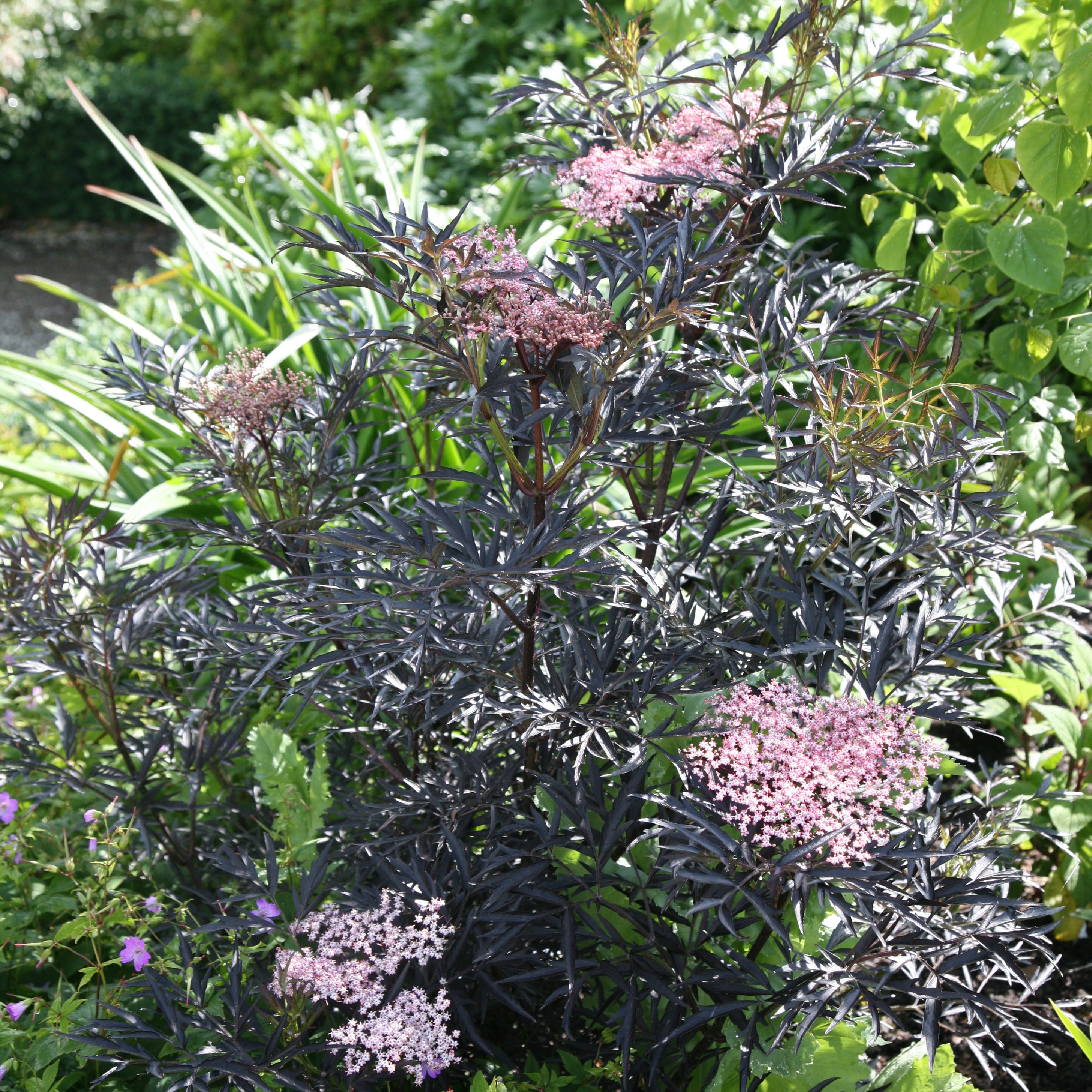black elder  (syn. Black Lace)