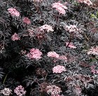 black elder (syn. Black Lace)
