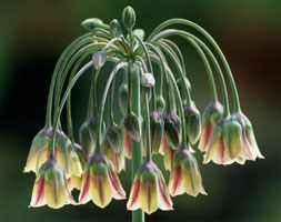 Sicilian honey garlic bulbs