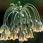 Nectaroscordum siculum