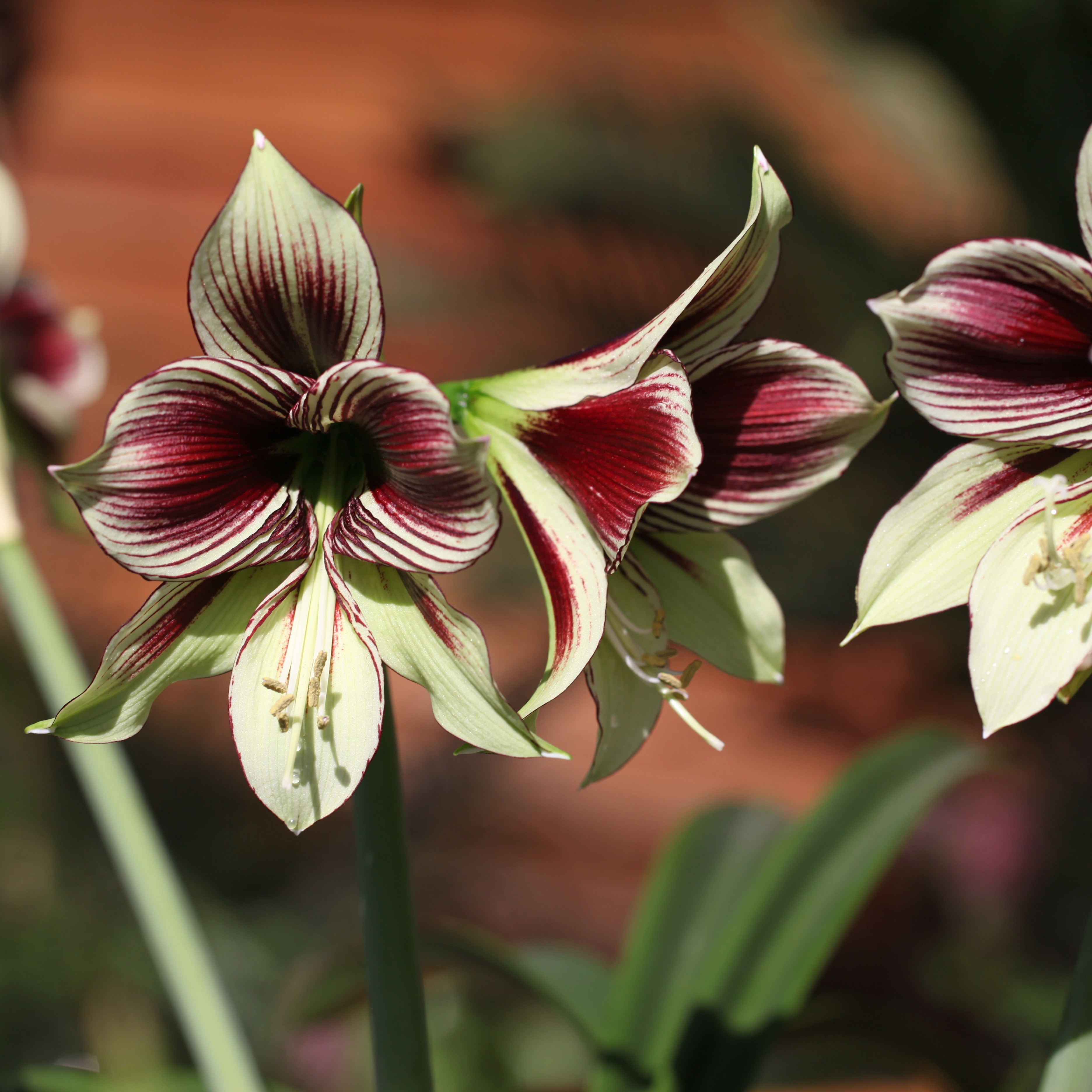 butterfly amaryllis bulb