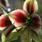 butterfly amaryllis