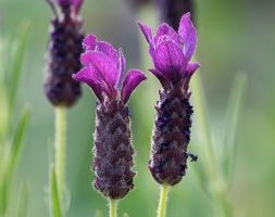 Lavandula 'Regal Splendour' (PBR) (French lavender)