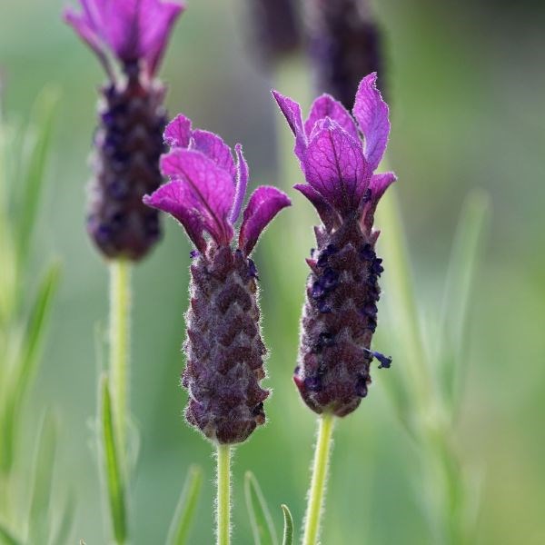 French lavender