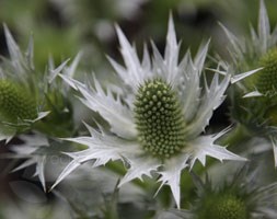 Eryngium giganteum 'Silver Ghost' (giant sea holly)