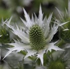 giant sea holly