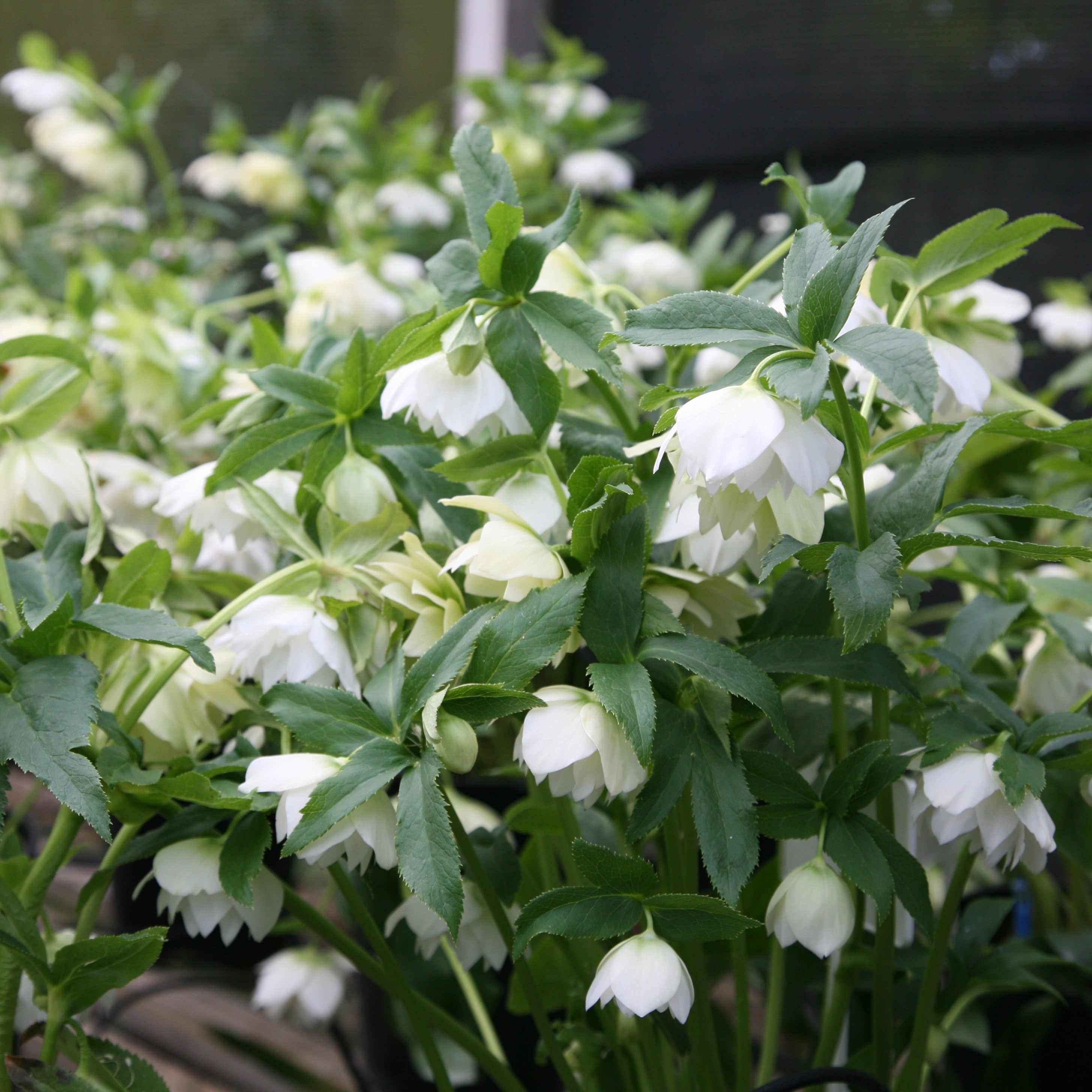 Lenten Rose hellebore