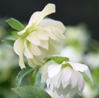 hellebore