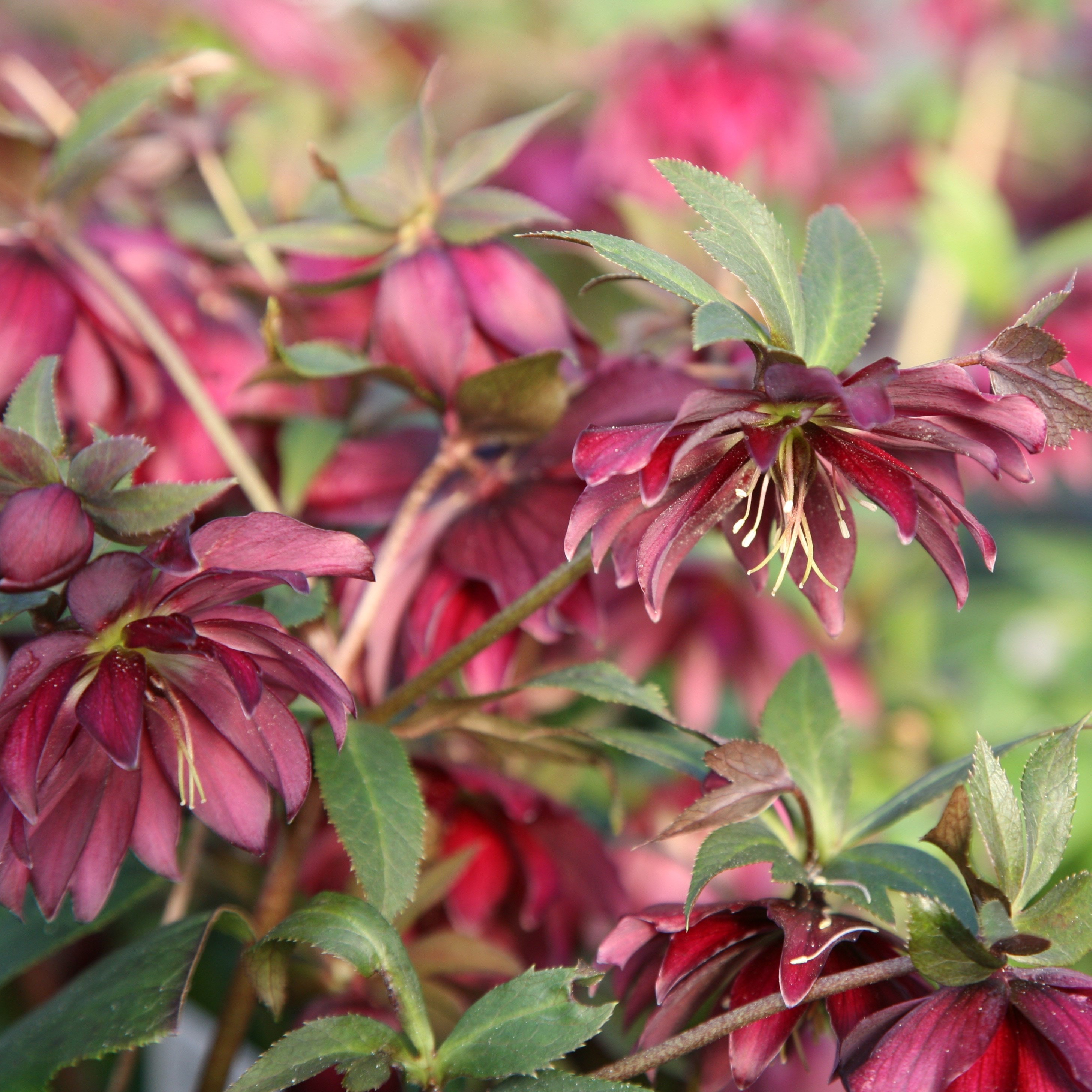 Lenten Rose hellebore