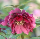 hellebore