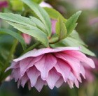 hellebore