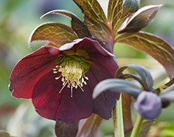 Helleborus x hybridus Harvington Smokey Blues (Lenten rose hellebore)