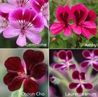 five bedding geraniums