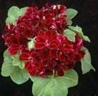 Pelargonium Barbe Bleu