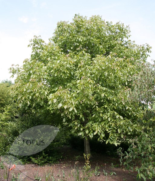 black walnut