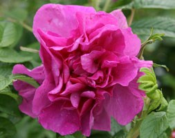 Rosa 'Roseraie de l'HaÃ
</p>
			</div>
	
			<div class=