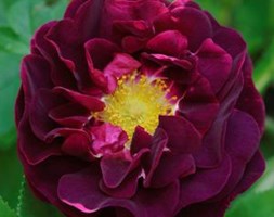 Rosa 'Tuscany Superb' (rose Tuscany Superb (gallica))