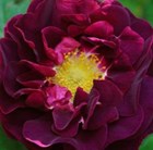 rose Tuscany Superb (gallica)