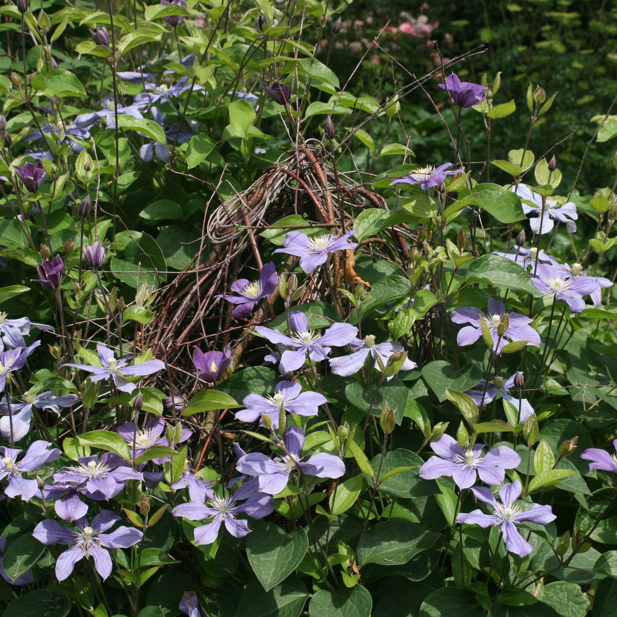 clematis (group 3)