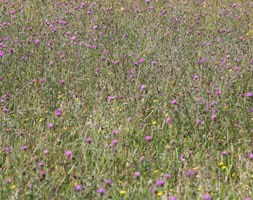 Wildflowers for a stronger colour sunny meadow display (wildflower plug plant collection)