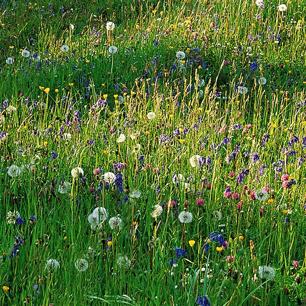 wildflower plug plant collection wildflower plug plant collection