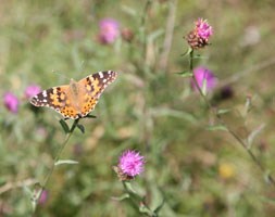 Wildflowers for attracting butterflies (wildflower plug plant collection)