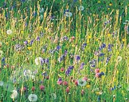 wildflower plug plant collection wildflower plug plant collection