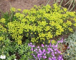 Euphorbia cyparissias 'Fens Ruby' (cypress spurge)