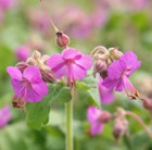 Balkan cranesbill