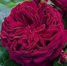rose (shrub)