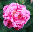 rose (hybrid perpetual)