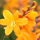 montbretia