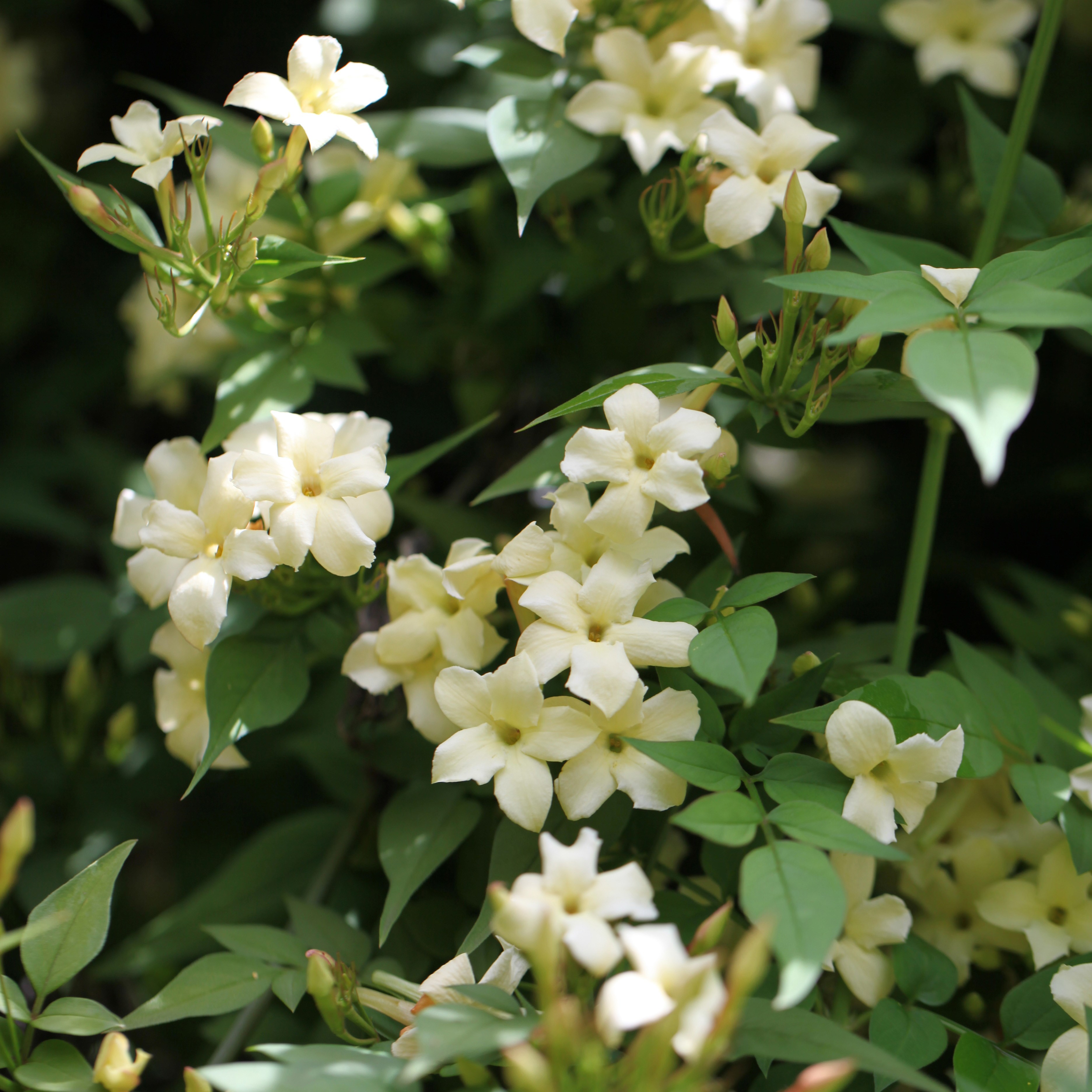 jasmine (syn. Clotted Cream)