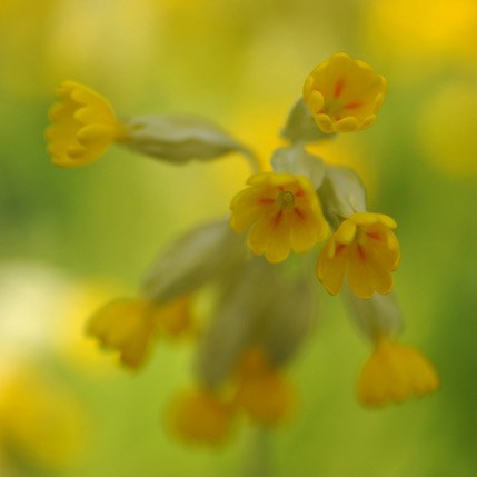 cowslip