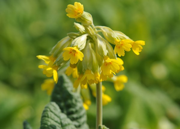 cowslip